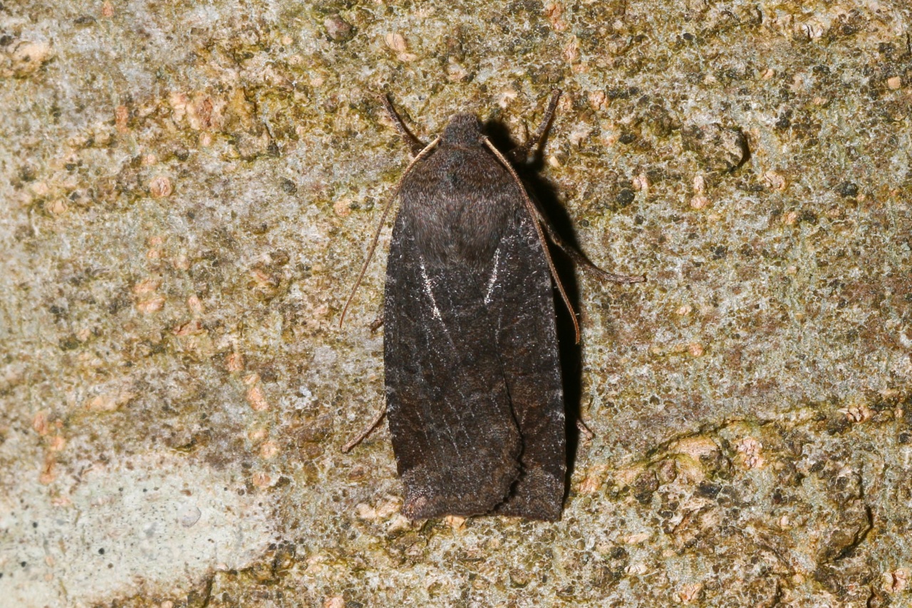 Conistra ligula (Esper, 1791) - Orrhodie ligulée