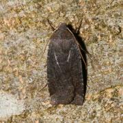 Conistra ligula (Esper, 1791) - Orrhodie ligulée