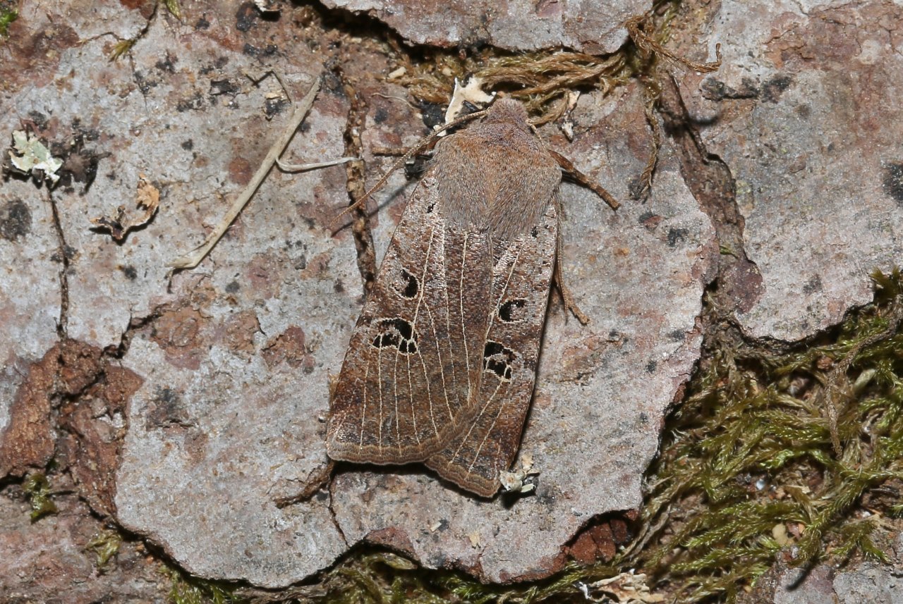 Conistra rubiginosa (Scopoli, 1763) - Orrhodie grise, Isolée