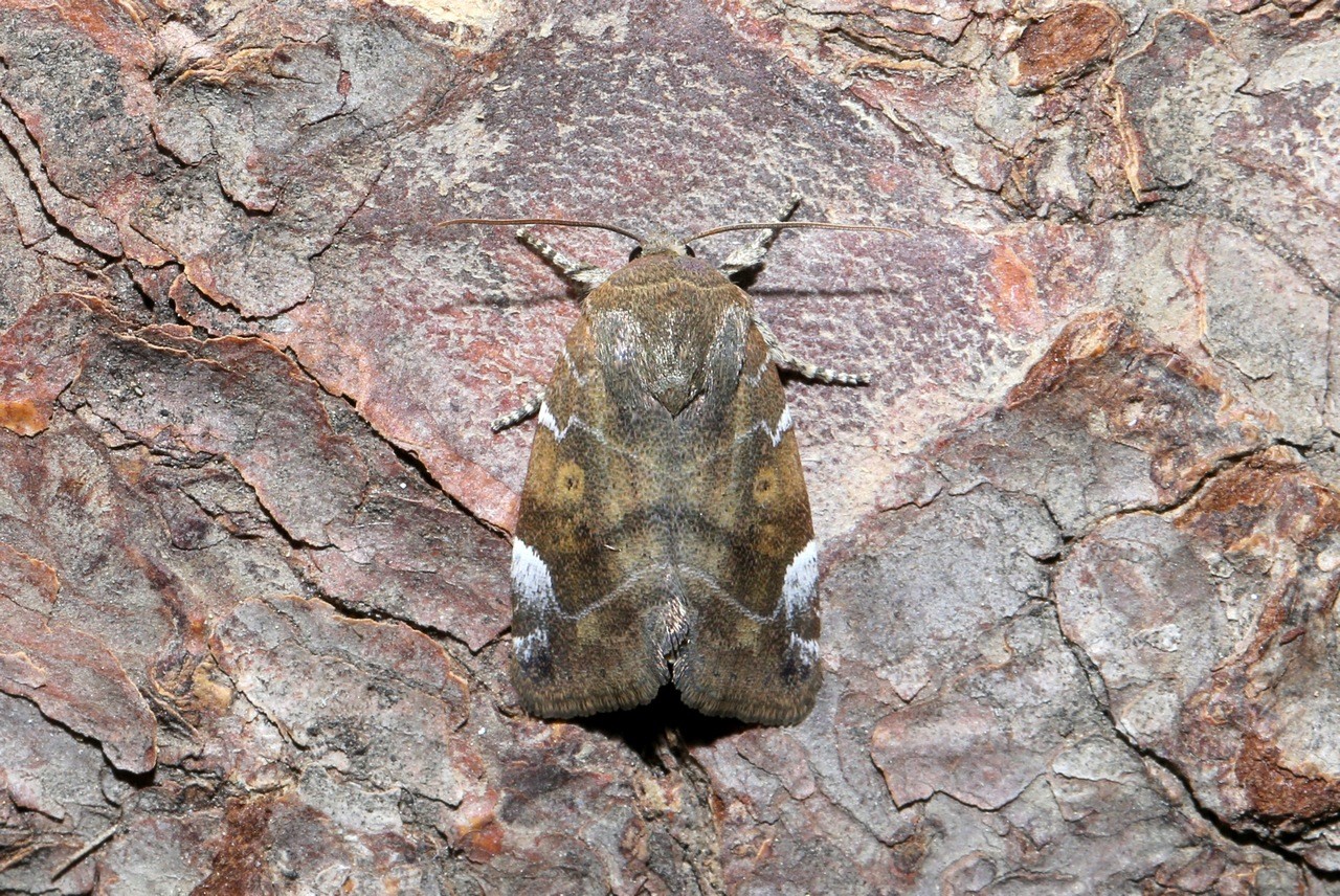 Cosmia affinis (Linnaeus, 1767) - Cosmie baie 