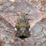 Cosmia affinis (Linnaeus, 1767) - Cosmie baie 