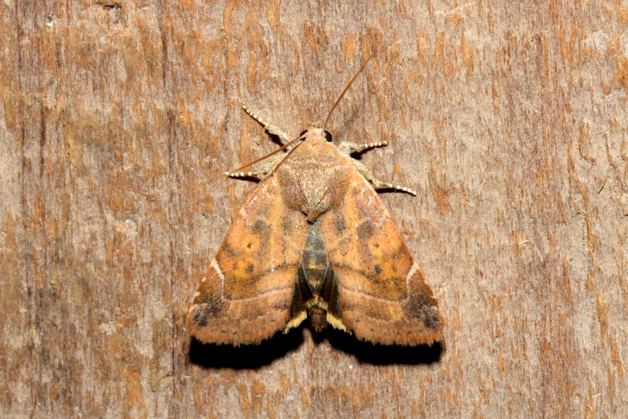 Cosmia affinis (Linnaeus, 1767) - Cosmie baie 