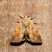 Cosmia affinis (Linnaeus, 1767) - Cosmie baie 