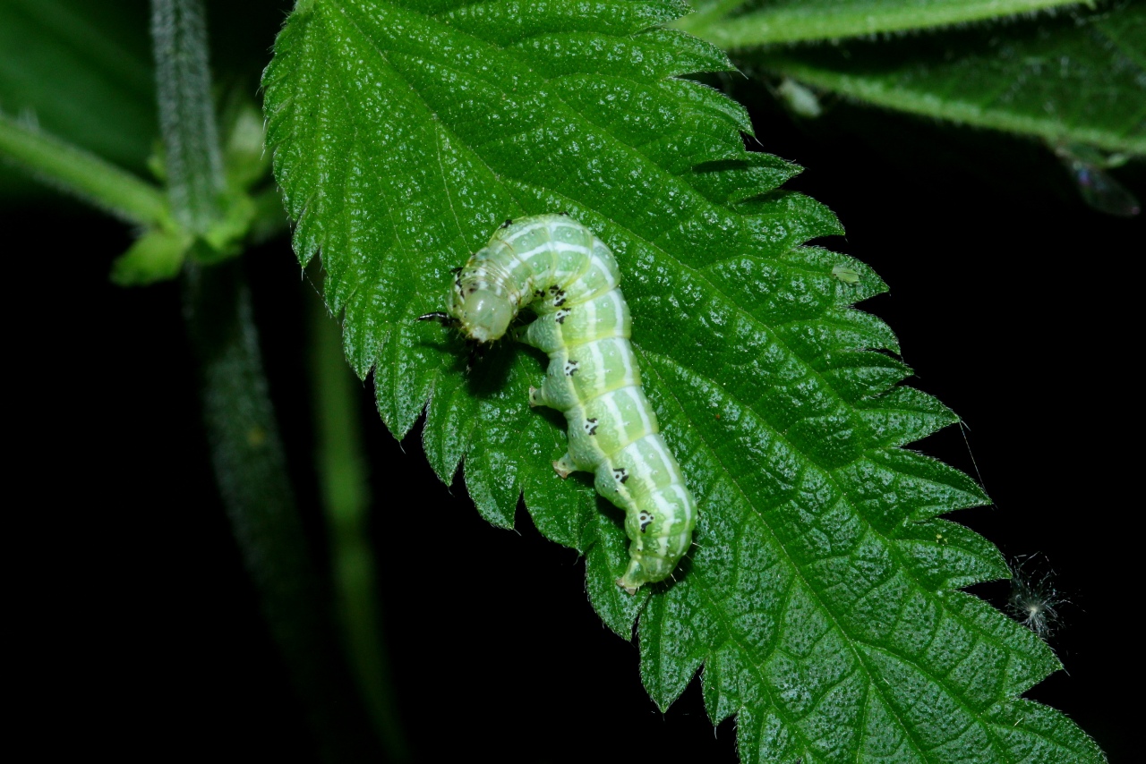 Cosmia affinis (Linnaeus, 1767) - Cosmie baie (chenille)