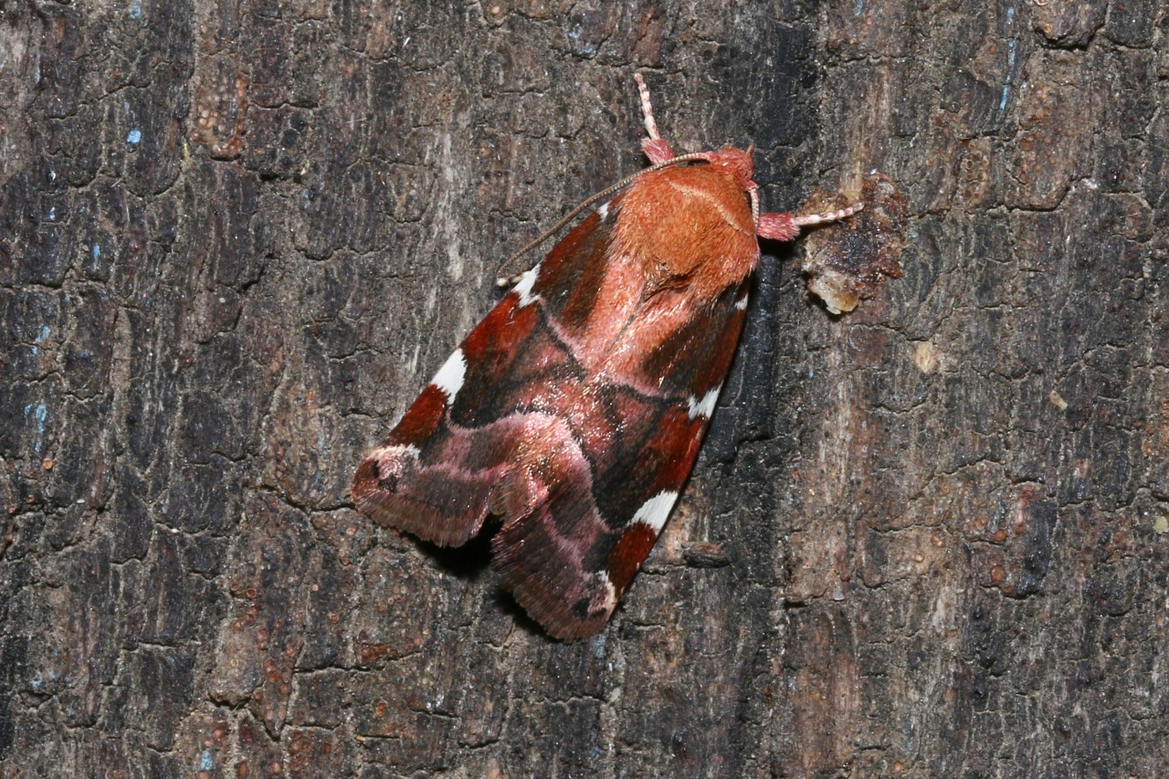 Cosmia diffinis (Linnaeus, 1767) - Nacarat