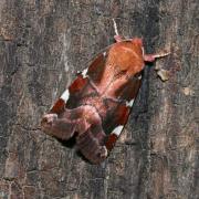 Cosmia diffinis (Linnaeus, 1767) - Nacarat