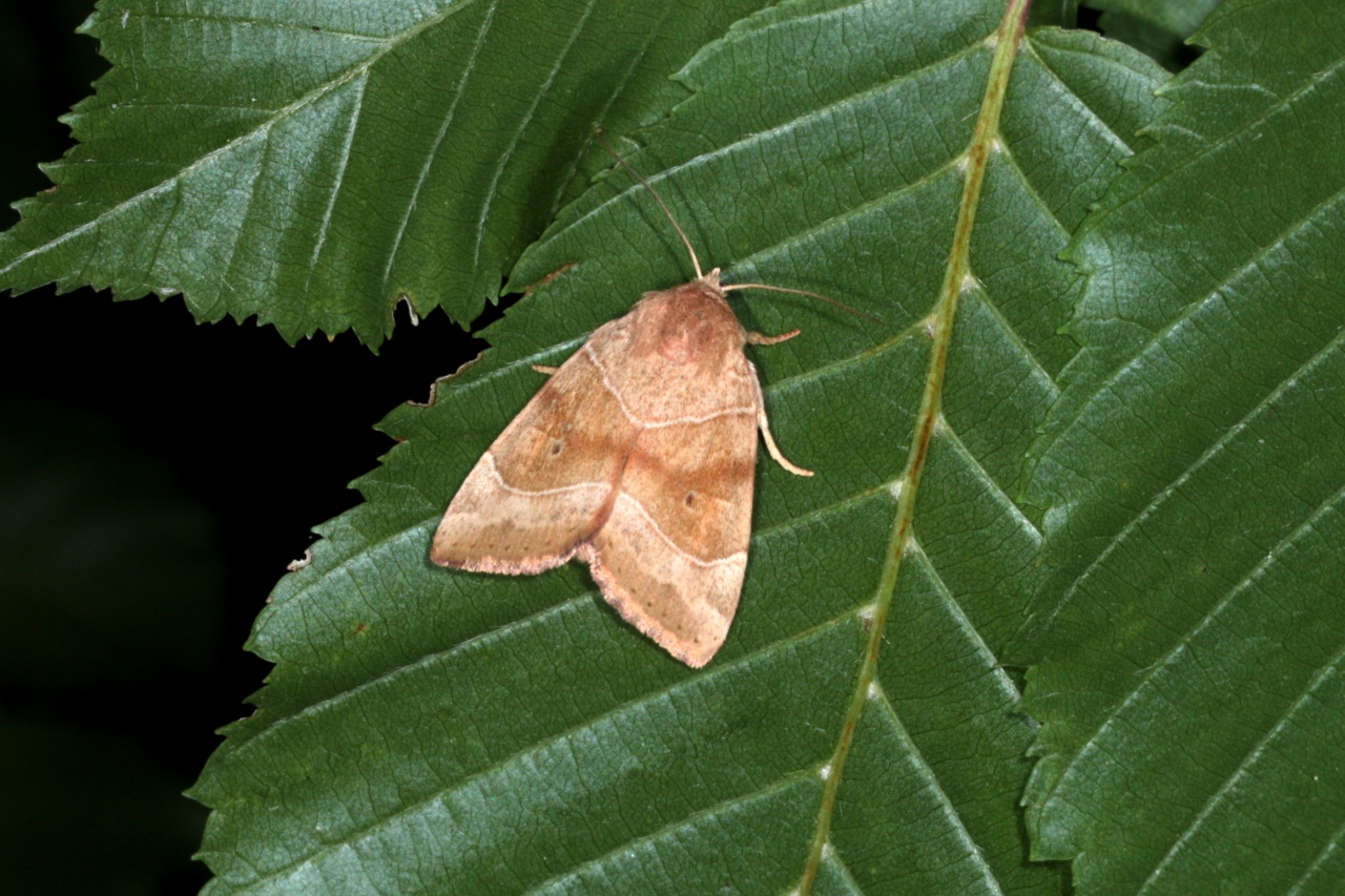 Cosmia trapezina (Linnaeus, 1758) - Trapèze