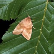 Cosmia trapezina (Linnaeus, 1758) - Trapèze