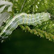 Cosmia trapezina (Linnaeus, 1758) - Trapèze (chenille)