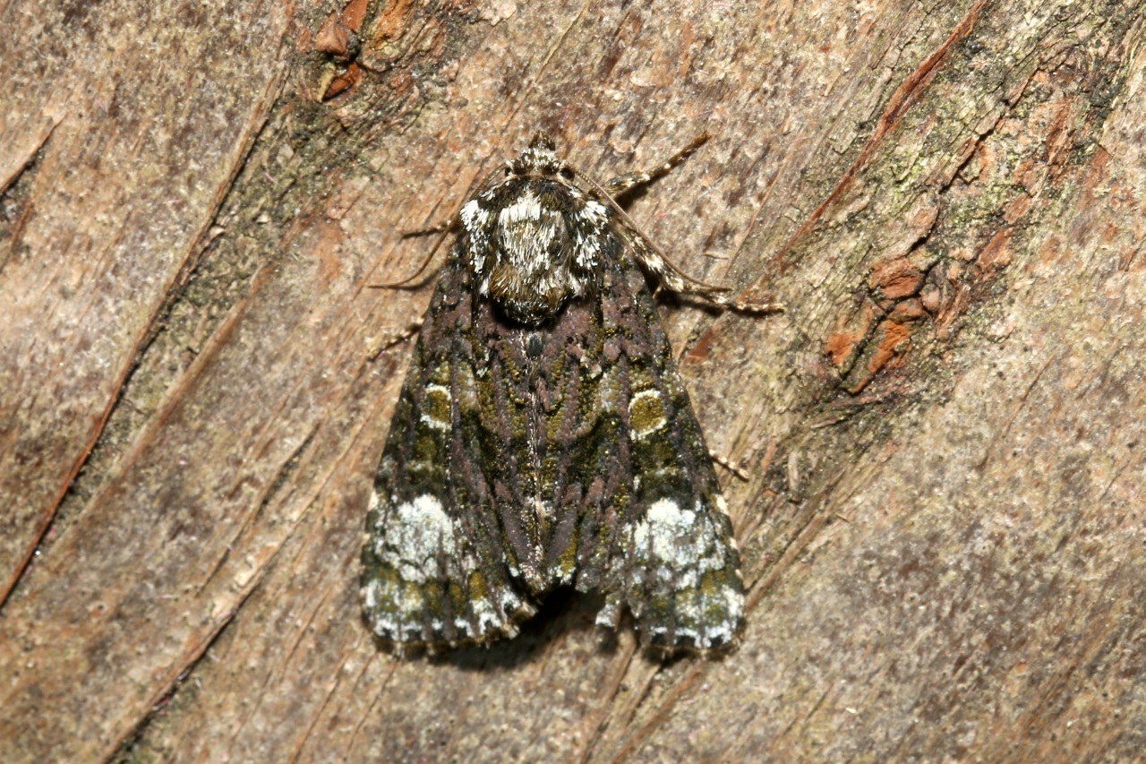 Craniophora ligustri (Denis & Schiffermüller, 1775) - Troënière