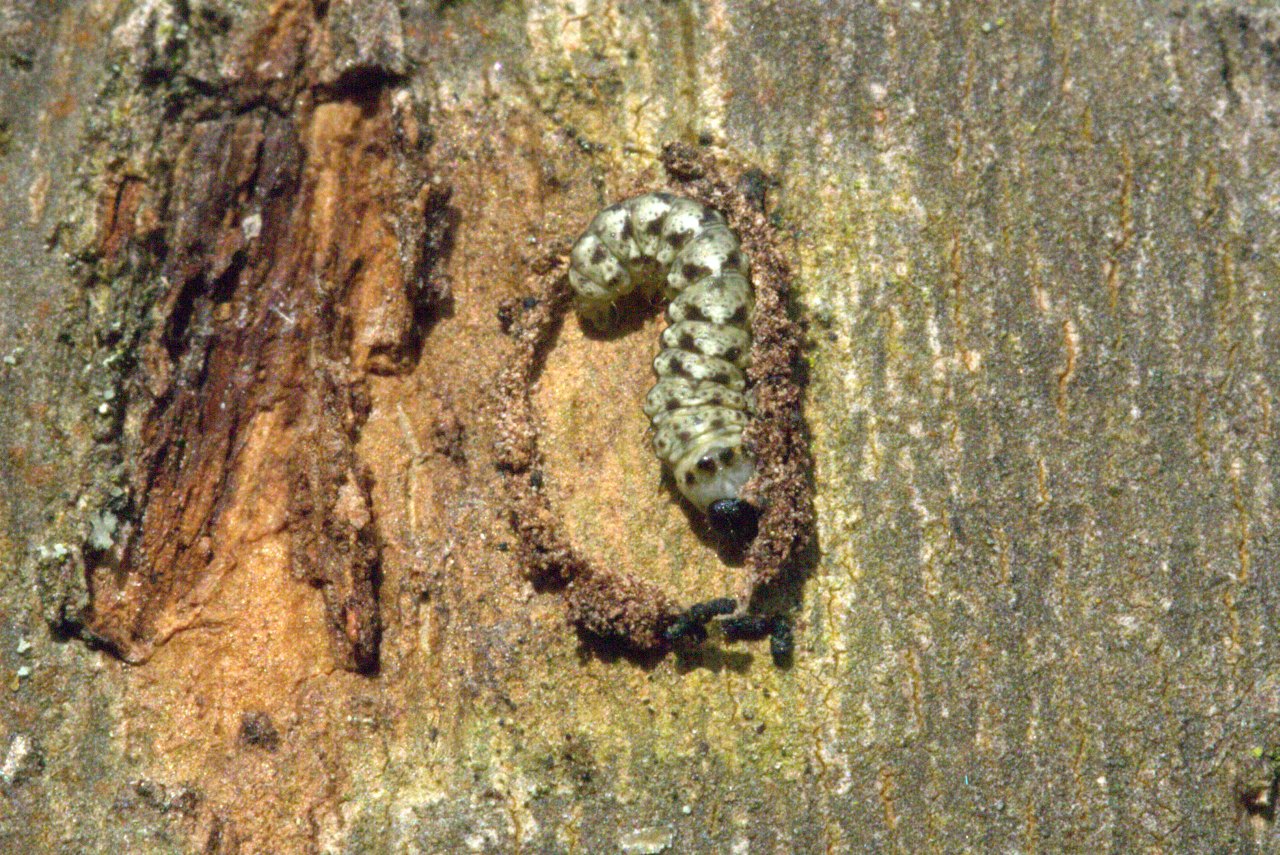 Cryphia algae (Fabricius, 1775) - Bryophile vert-mousse (chenille)