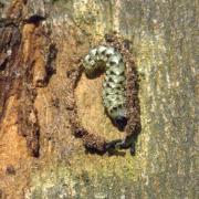 Cryphia algae (Fabricius, 1775) - Bryophile vert-mousse (chenille)