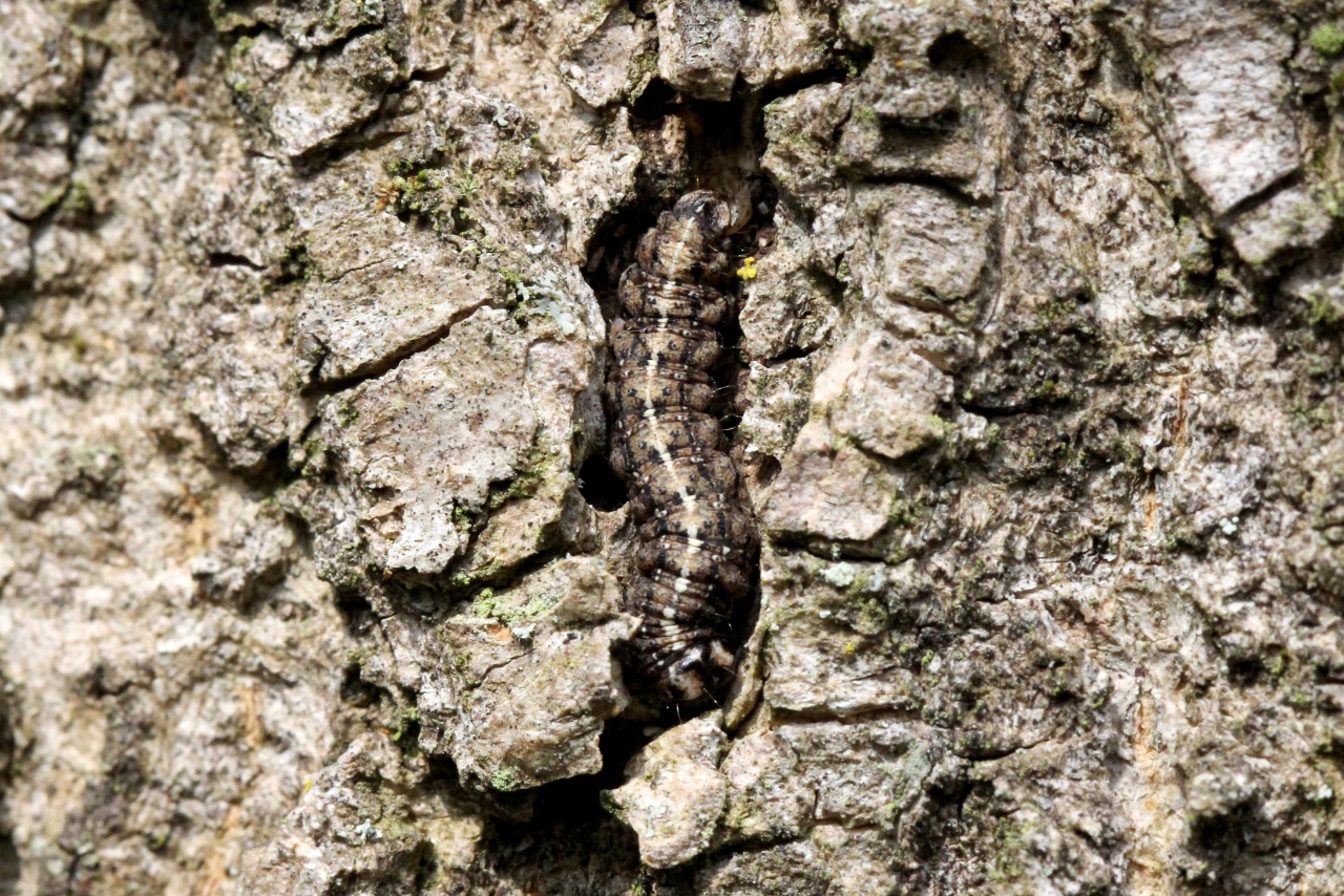 Cryphia algae (Fabricius, 1775) - Bryophile vert-mousse (chenille)