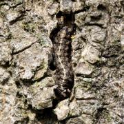 Cryphia algae (Fabricius, 1775) - Bryophile vert-mousse (chenille)