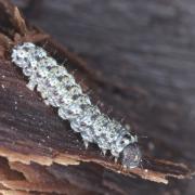 Cryphia algae (Fabricius, 1775) - Bryophile vert-mousse (chenille)