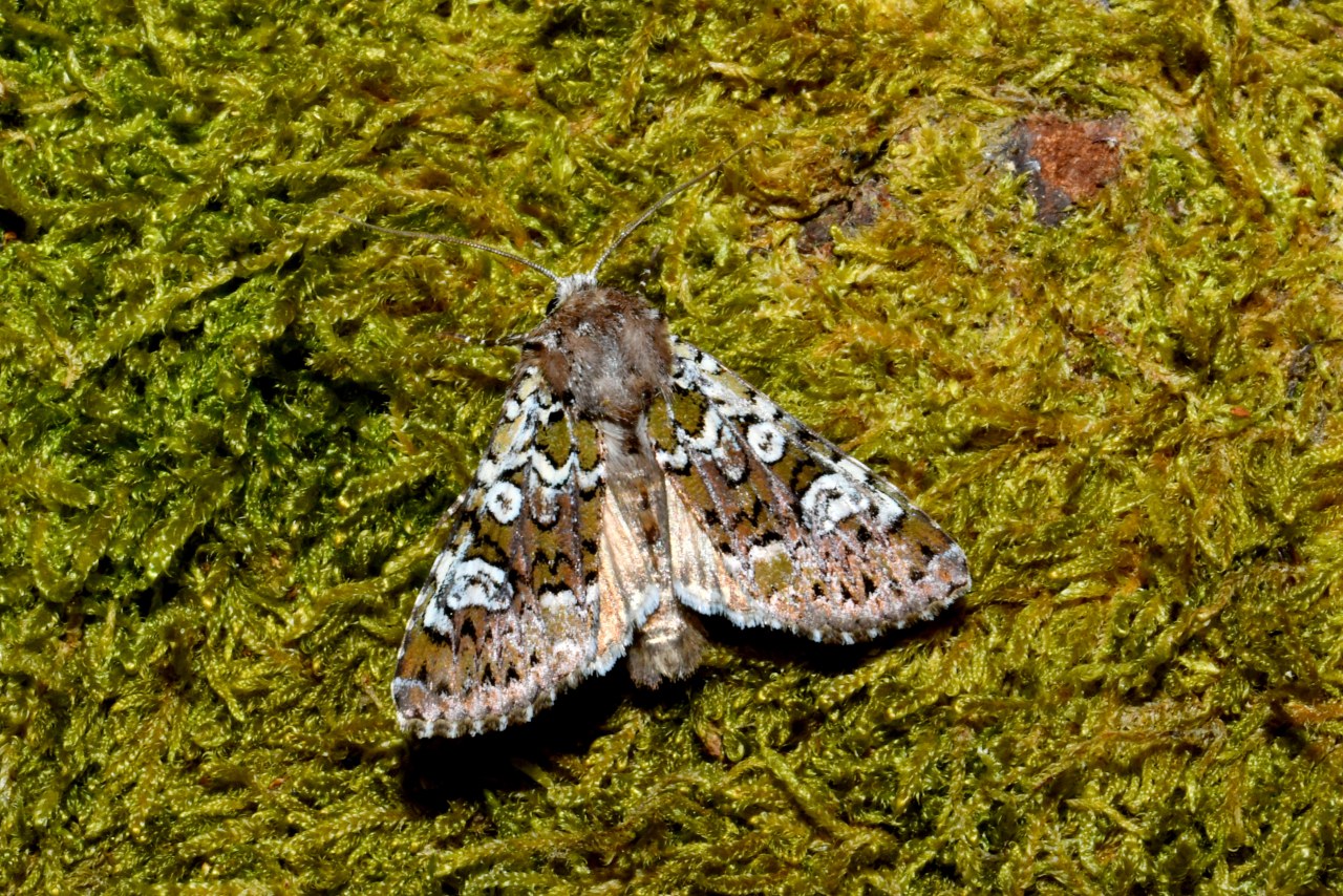 Crypsedra gemmea (Treitschke, 1825) - Noctuelle du Vulpin