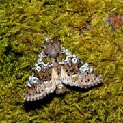 Crypsedra gemmea (Treitschke, 1825) - Noctuelle du Vulpin