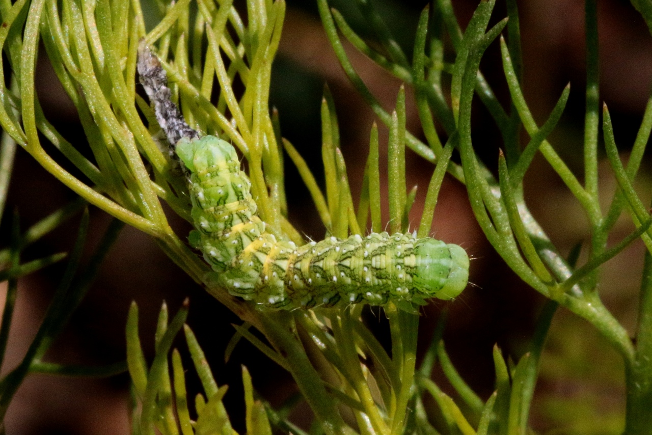 Cucullia chamomillae (Denis & Schiffermüller, 1775) - Cucullie de la Camomille (chenille)