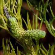 Cucullia chamomillae (Denis & Schiffermüller, 1775) - Cucullie de la Camomille (chenille)