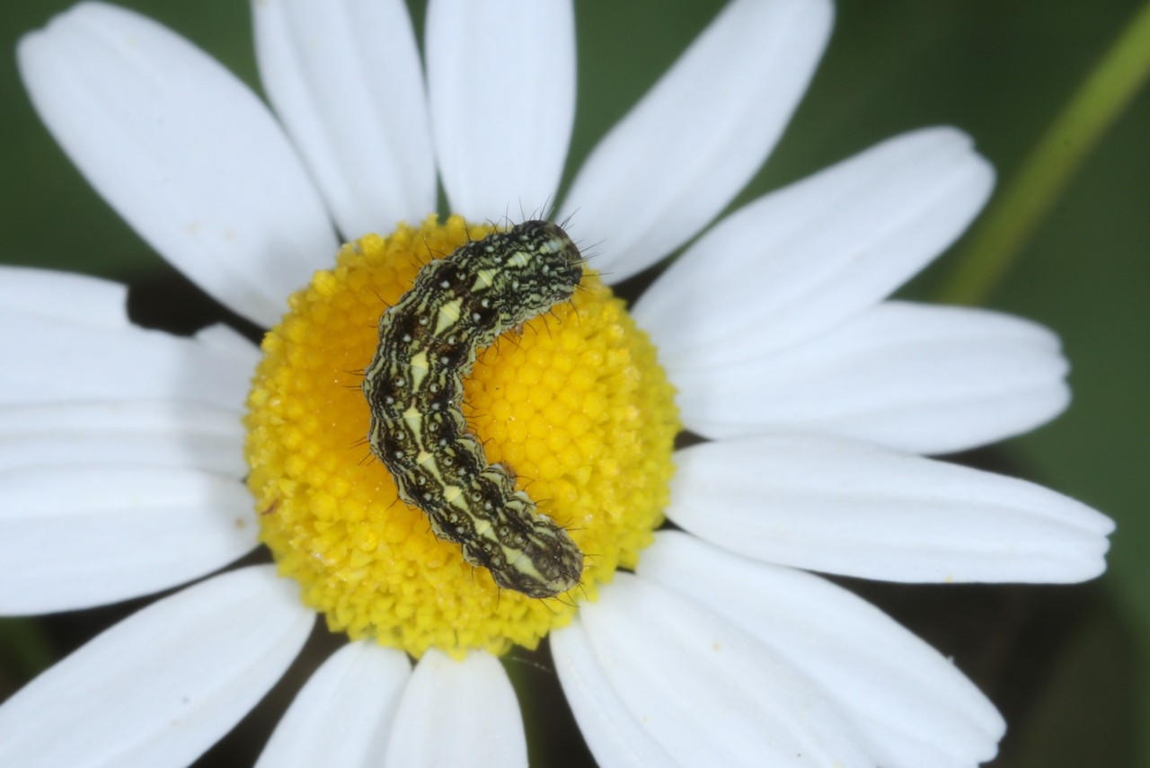 Cucullia chamomillae (Denis & Schiffermüller, 1775) - Cucullie de la Camomille (chenille)