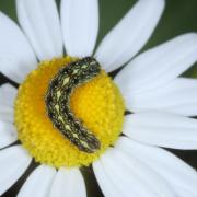 Cucullia chamomillae (Denis & Schiffermüller, 1775) - Cucullie de la Camomille (chenille)