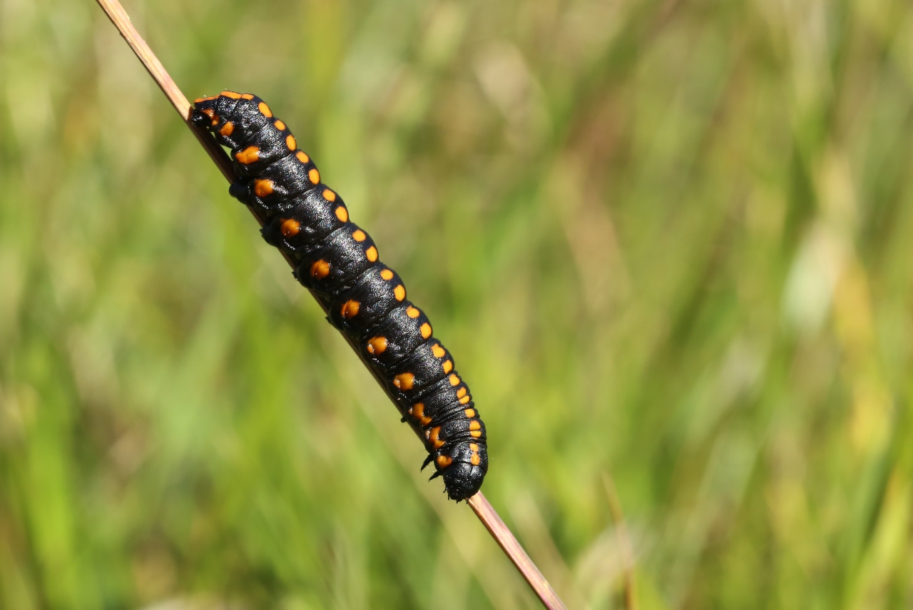 Cucullia lucifuga (Denis & Schiffermüller, 1775) - Cucullie lucifuge (chenille)