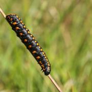 Cucullia lucifuga (Denis & Schiffermüller, 1775) - Cucullie lucifuge (chenille)