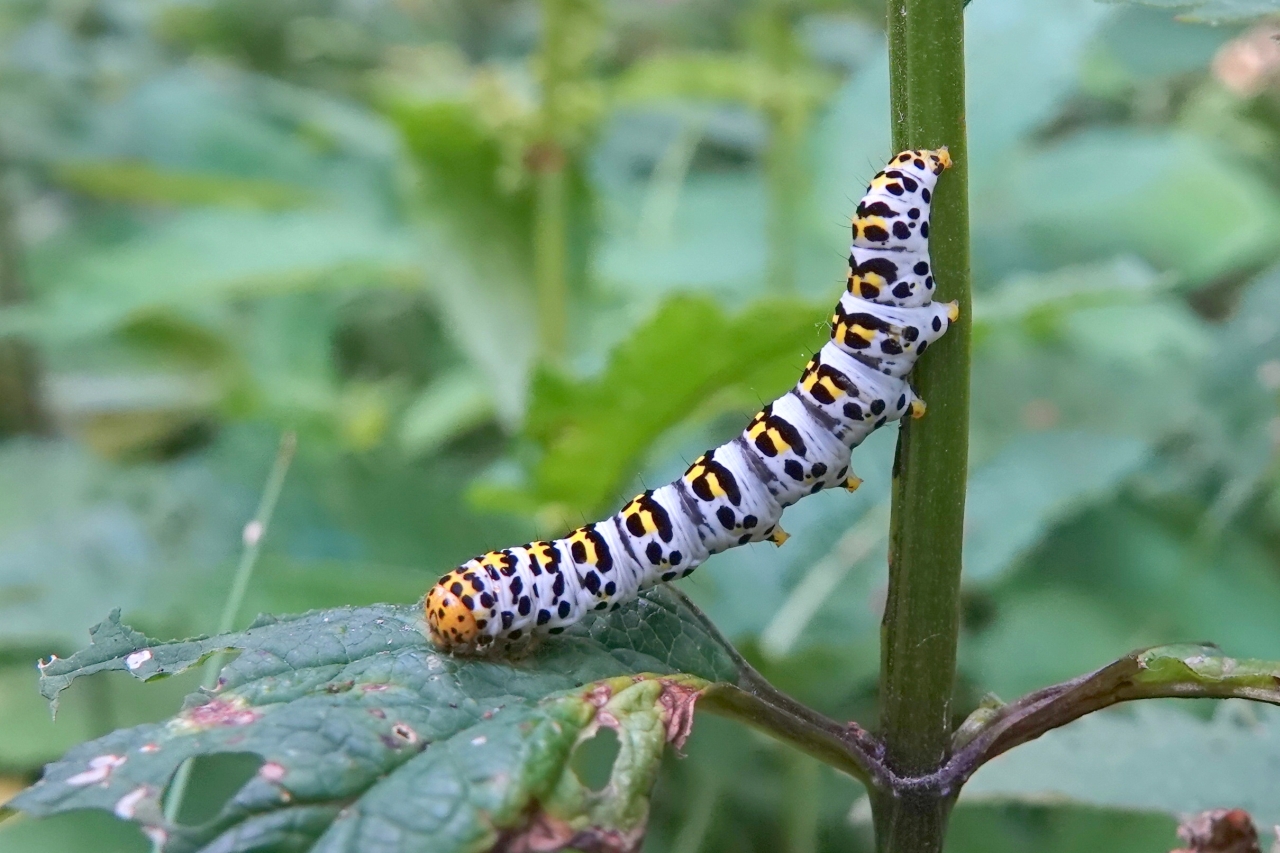 Cucullia scrophulariae (Denis & Schiffermüller, 1775) - C. de la Scrophulaire (chenille)