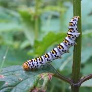 Cucullia scrophulariae (Denis & Schiffermüller, 1775) - C. de la Scrophulaire (chenille)