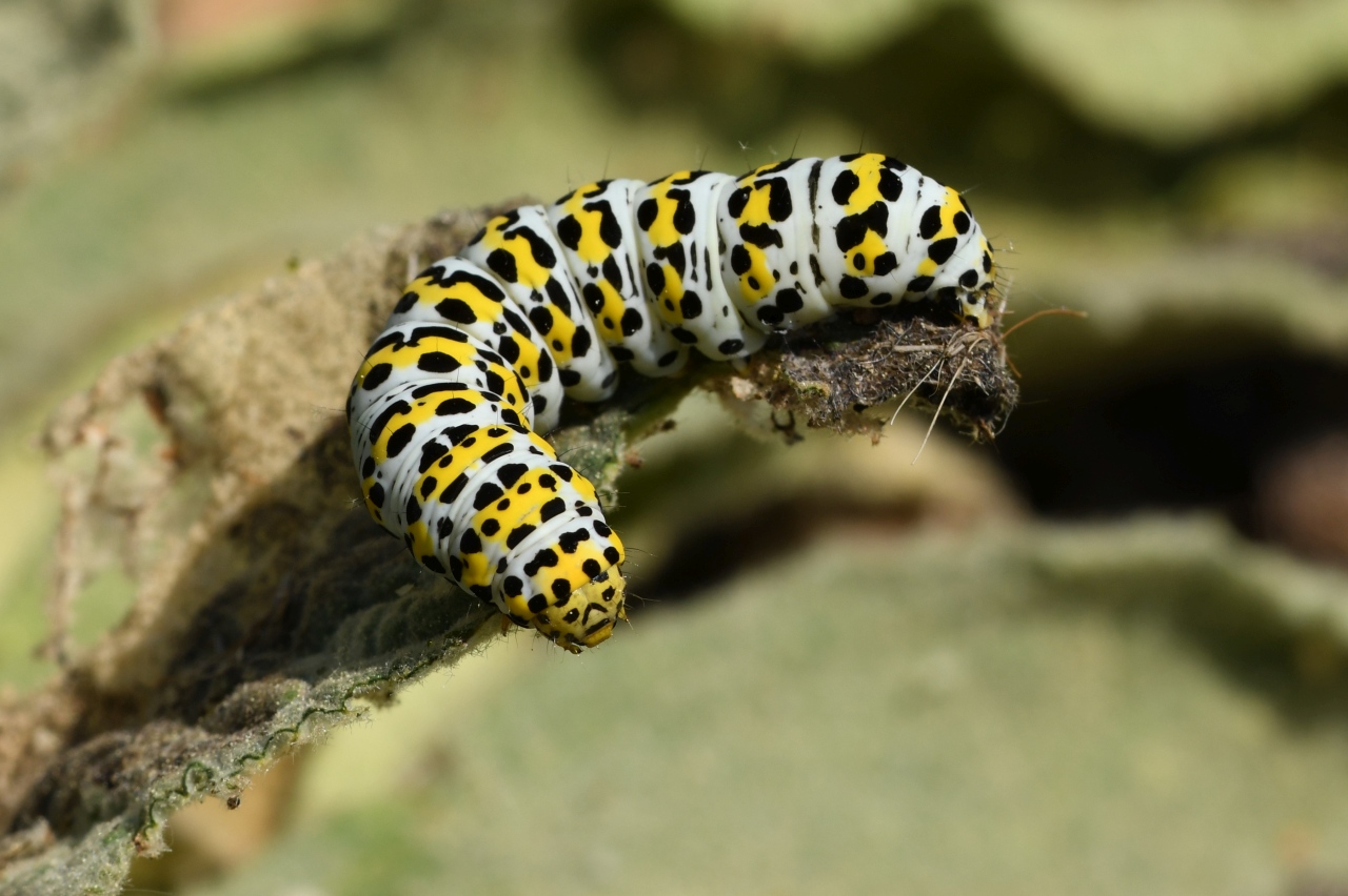 Cucullia verbascii (Linnaeus, 1758) - Brèche, Cucullie du Bouillon-blanc (chenille)