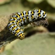 Cucullia verbascii (Linnaeus, 1758) - Brèche, Cucullie du Bouillon-blanc (chenille)