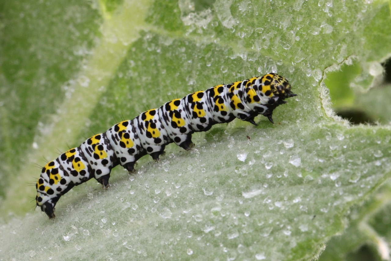 Cucullia verbasci (Linnaeus, 1758) - Brèche, Cucullie du Bouillon-blanc (chenille)