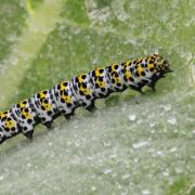 Cucullia verbasci (Linnaeus, 1758) - Brèche, Cucullie du Bouillon-blanc (chenille)