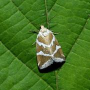 Deltote bankiana (Fabricius, 1775) - Noctuelle argentule