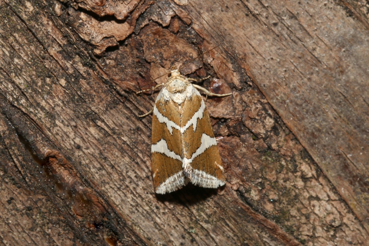 Deltote bankiana (Fabricius, 1775) - Noctuelle argentule