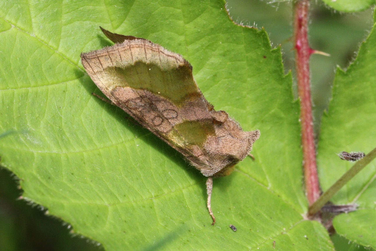 Diachrysia chrysitis (Linnaeus, 1758) - Vert-Doré