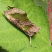 Diachrysia chrysitis (Linnaeus, 1758) - Vert-Doré