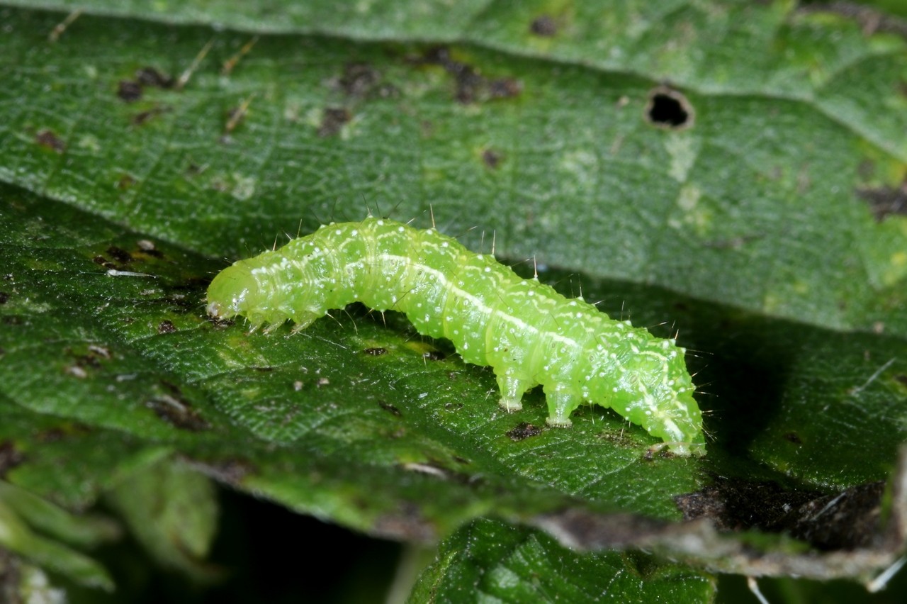 Diachrysia chrysitis (Linnaeus, 1758) - Vert-Doré (chenille)