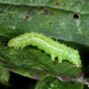 Diachrysia chrysitis (Linnaeus, 1758) - Vert-Doré (chenille)