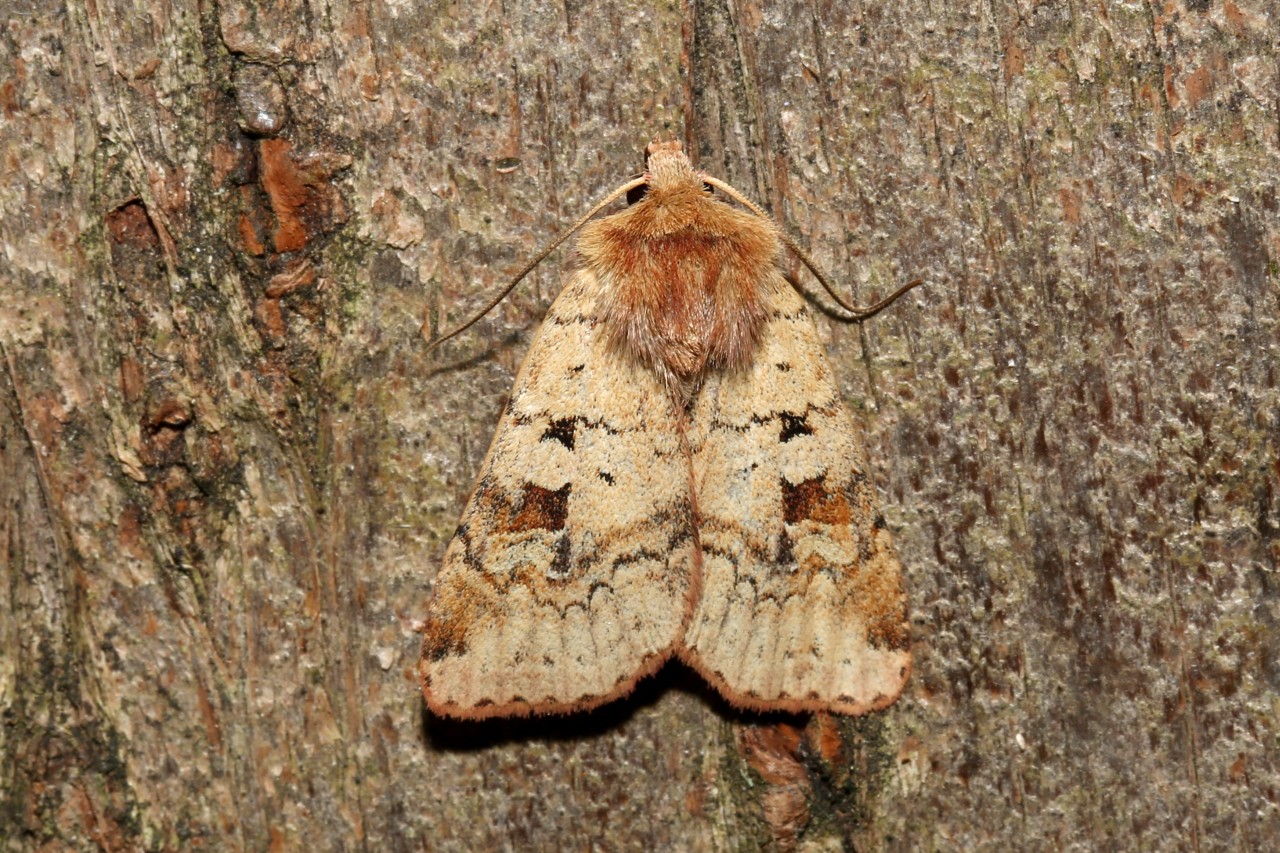 Diarsia mendica (Fabricius, 1775) - Noctuelle de la Primevère