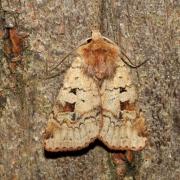 Diarsia mendica (Fabricius, 1775) - Noctuelle de la Primevère