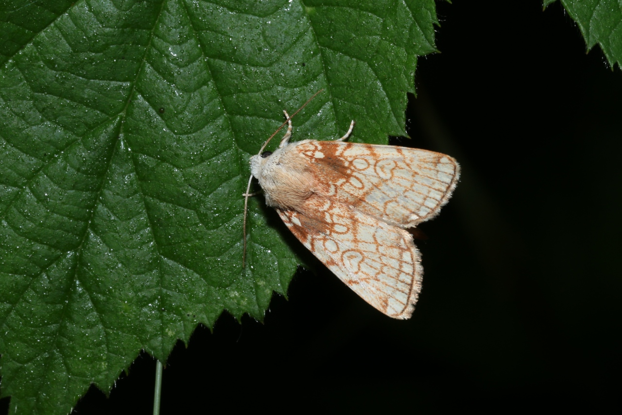 Dicycla oo (Linnaeus, 1758) - Double Zéro