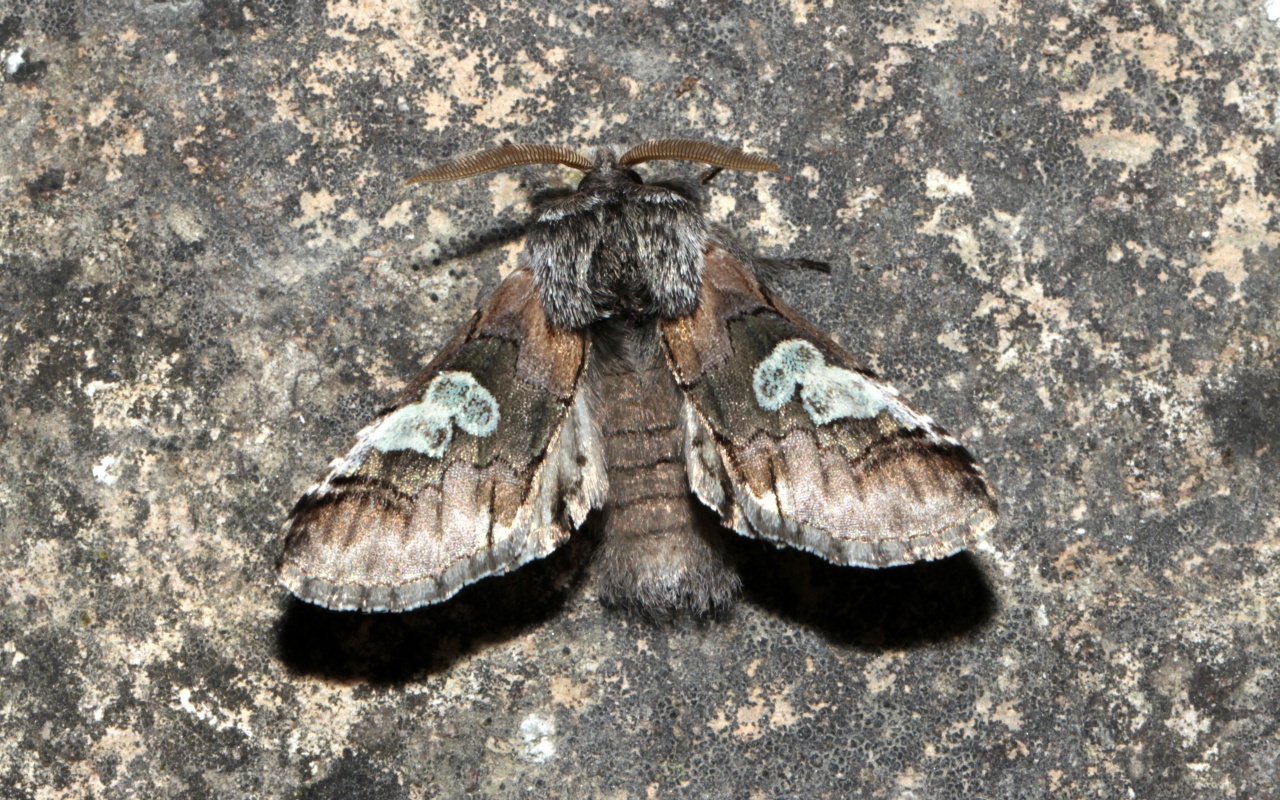 Diloba caeruleocephala (Linnaeus, 1758) - Double-omega, Tête bleue