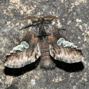 Diloba caeruleocephala (Linnaeus, 1758) - Double-omega, Tête bleue