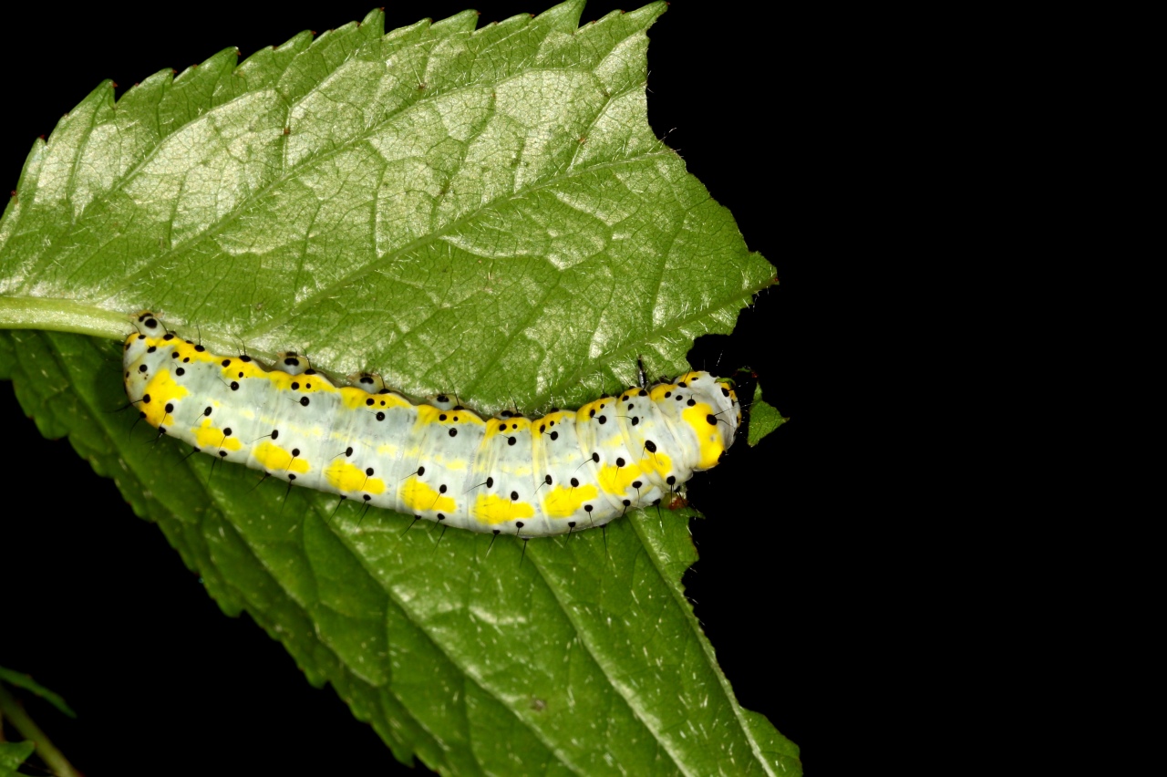 Diloba caeruleocephala (Linnaeus, 1758) - Double-omega, Tête bleue (chenille)