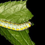 Diloba caeruleocephala (Linnaeus, 1758) - Double-omega, Tête bleue (chenille)