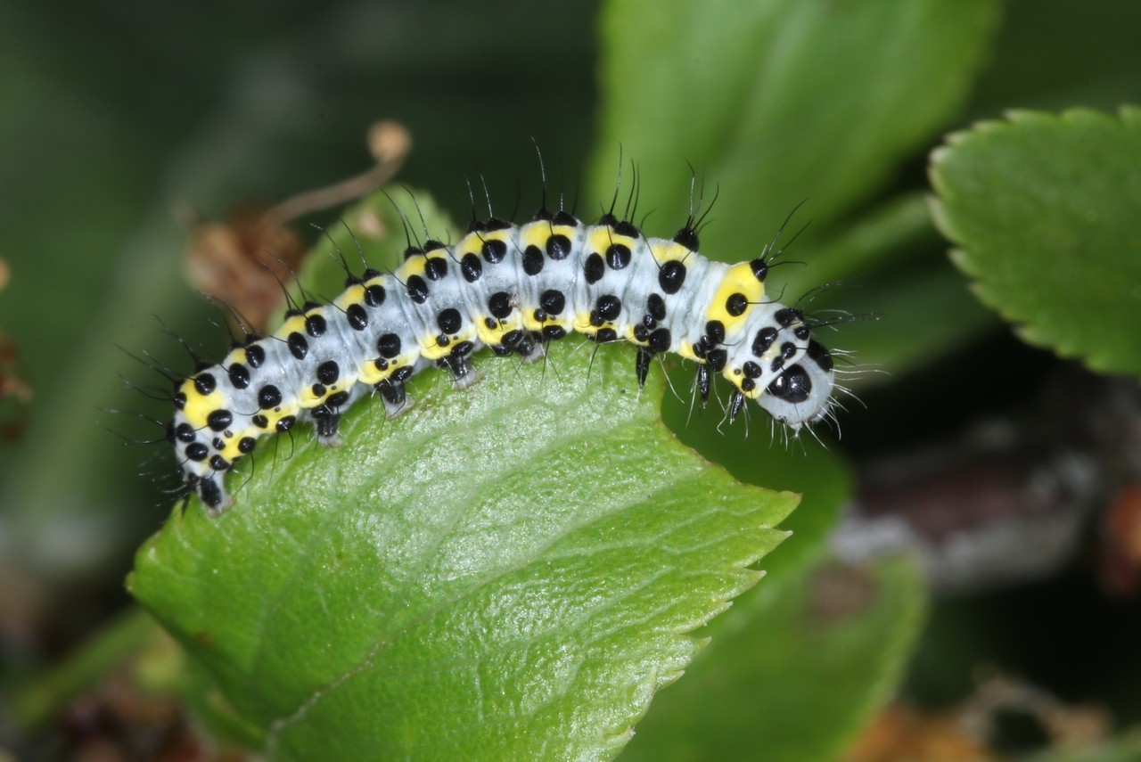 Diloba caeruleocephala (Linnaeus, 1758) - Double-omega, Tête bleue (chenille à terme)