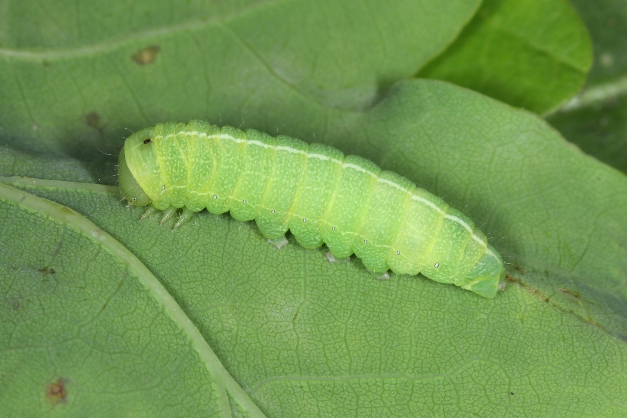 Dryobotodes eremita (Fabricius, 1775) - Jaspe vert (chenille)