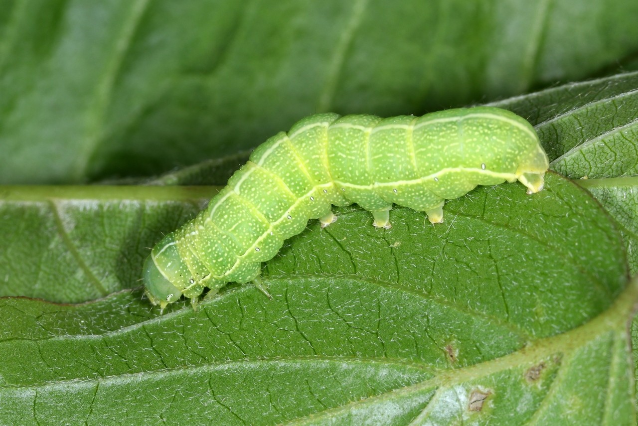 Dryobotodes eremita (Fabricius, 1775) - Jaspe vert (chenille)