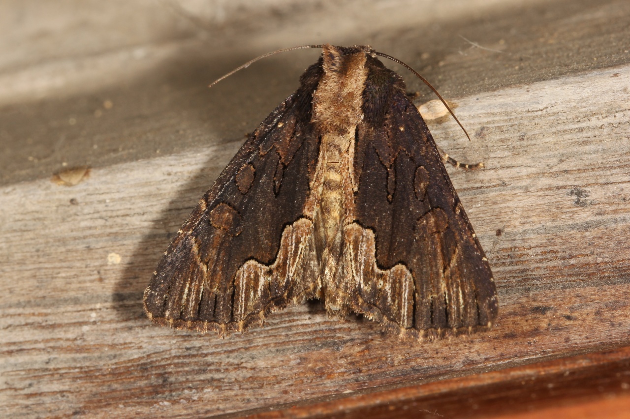 Dypterygia scabriuscula (Linnaeus, 1758) - Noctuelle hérissée